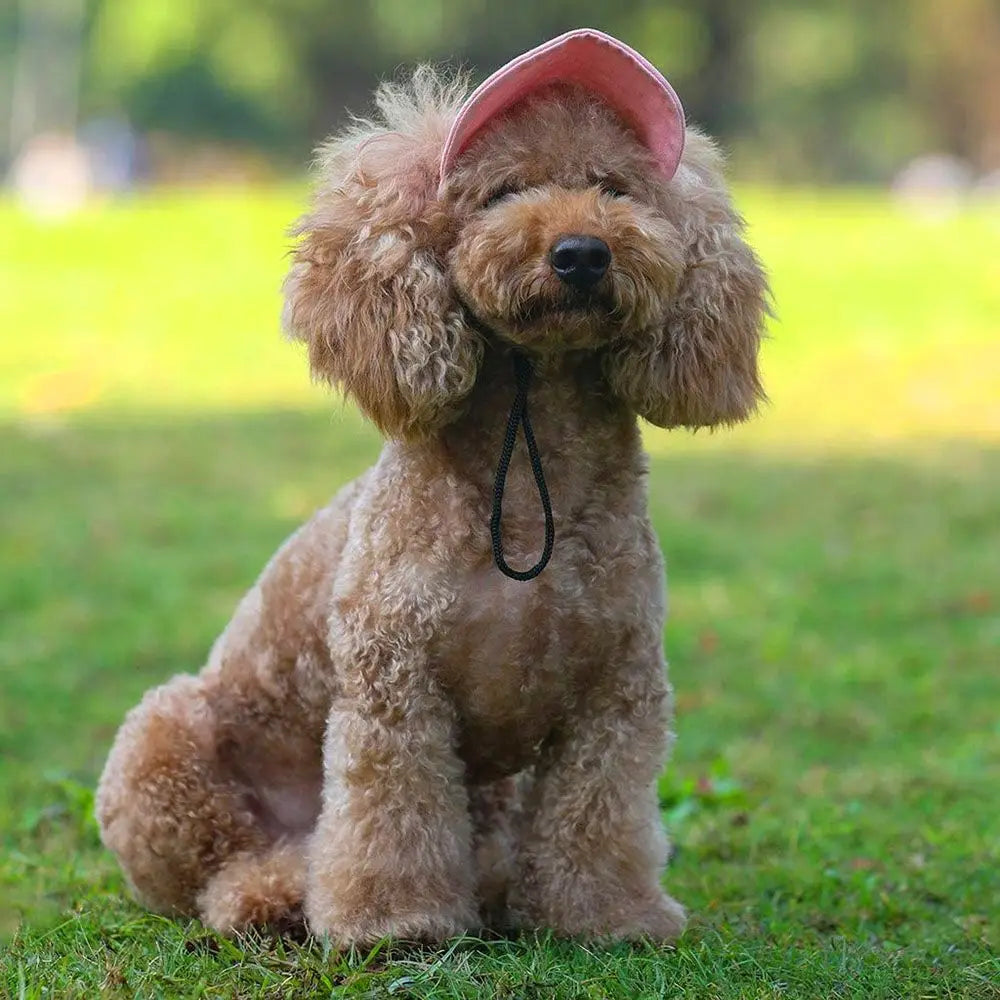 Pet Baseball Hat